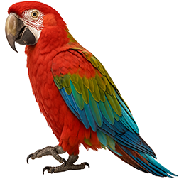 Jubilee Macaw